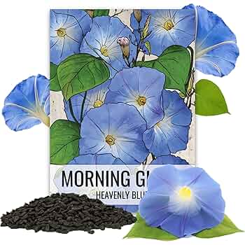 牽牛花Ipomoea nil 3粒セット 牽牛花Ipomoea nil 3粒セット